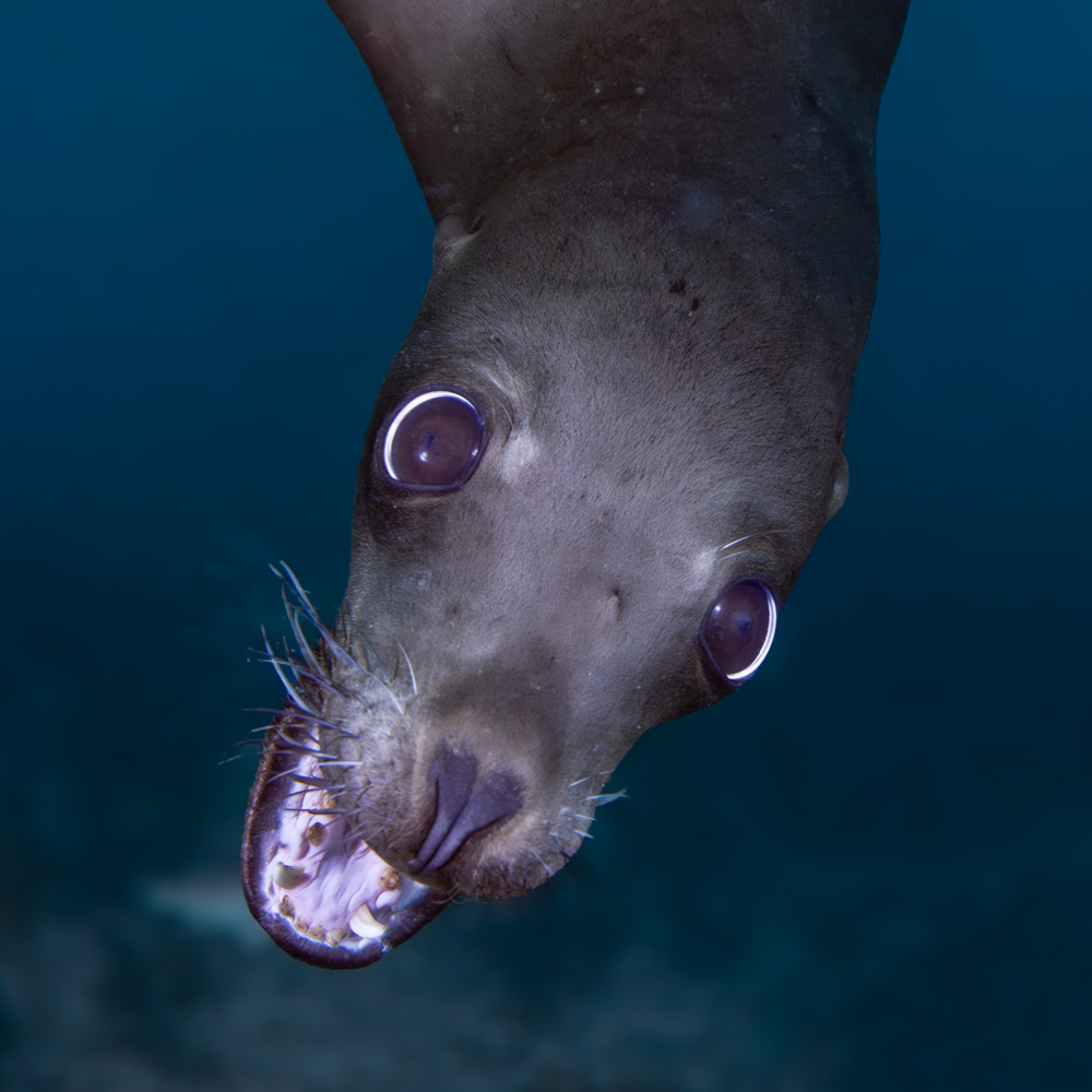 seal1 Nicole Hohenstein